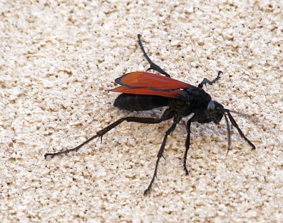 Die Hoffnung aller Arachnophobiker