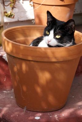 Who said cats don't grow in pots?