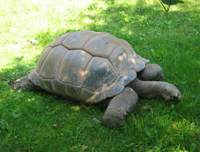 Osnabrücker Zoo