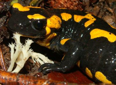 Feuersalamander