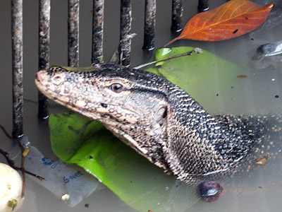 Saphan Charoen Nakhon III - Thonburi - Bangkok - 15 August 2011 - 7:28