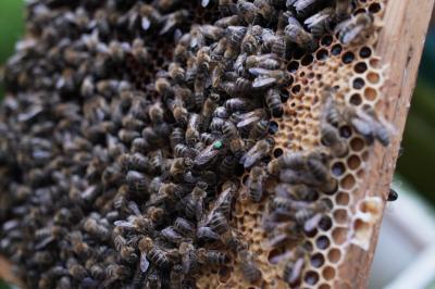 Bienenvolk undamtierende Königin