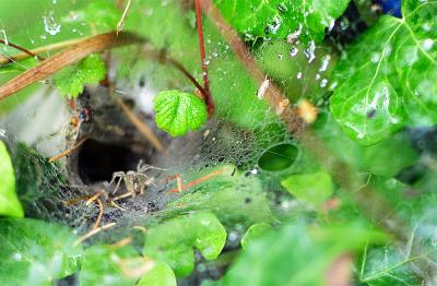 Spinne auf der Lauer