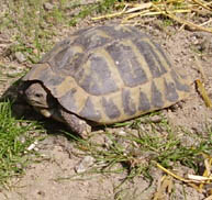 Landschildkrötenzucht in Österreich!