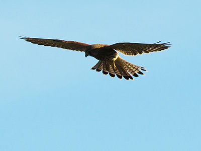 Kammertal - Freiburg-Tiengen - 18 July 2020 - 19:52