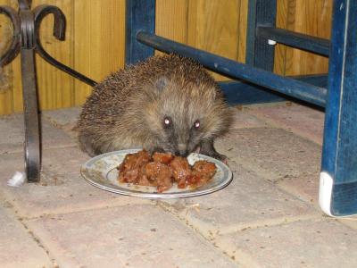 Unser Gartenigel holt sich sein tägliches Abendbrot (Katzenfutter) ab.