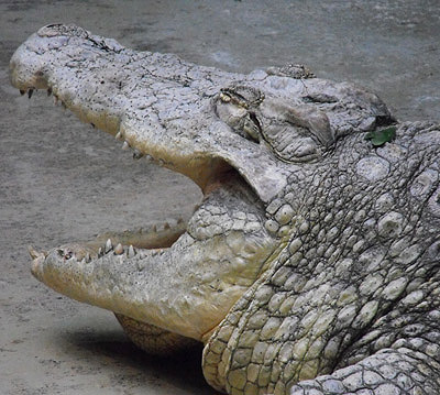 Bloed wenn man nicht weiss ob Krokodil oder Alligtor