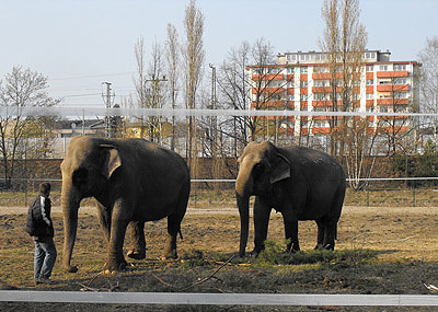 Hatte ich das Freitag aus dem Zug doch richtig gesehen. Elefanten am Brunsbruetteler Damm.