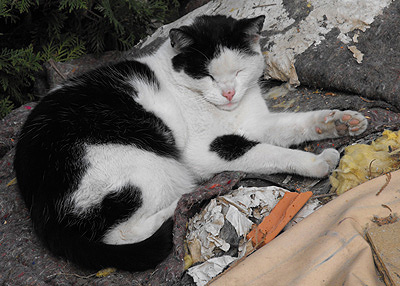 Neues vom Baustellenkater