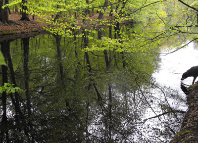 Wer lange genug wartet kann an der Kuhlake noch Tiere beim Trinken beobachten.