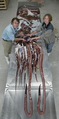 A 330 lb. colossal squid
