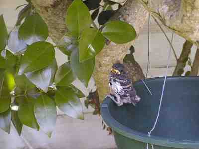 The baby bird sitting on a hanging basket