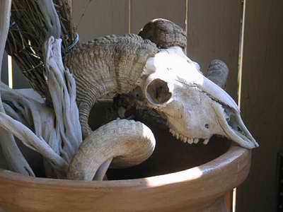 A ram skull
