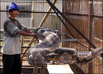 KENDAL, CENTRAL JAVA, Indonesia -- A reticulated python is taken care by his keeper Maryoto at Curugsewu recreational Park, in Kendal, Central Java, Indonesia. The 15-meter (49.21 feet) long, 447-kilogram (985 pound) snake was captured in Jambi province i