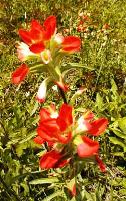 More Pics of Texas Wildflowers- Indian Paintbrush