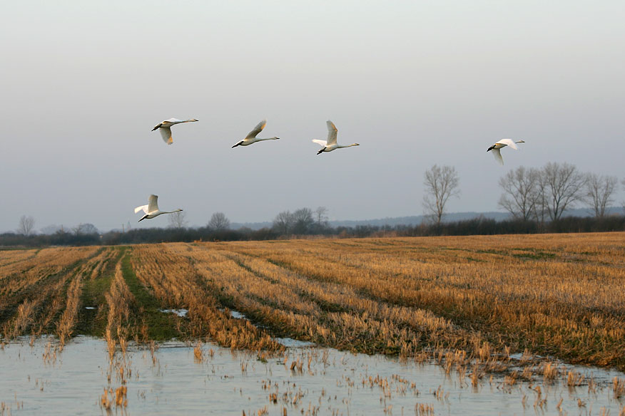 flying swans