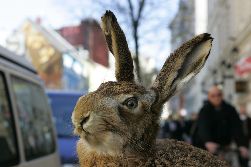 rabbits in the streets of hamburg ..