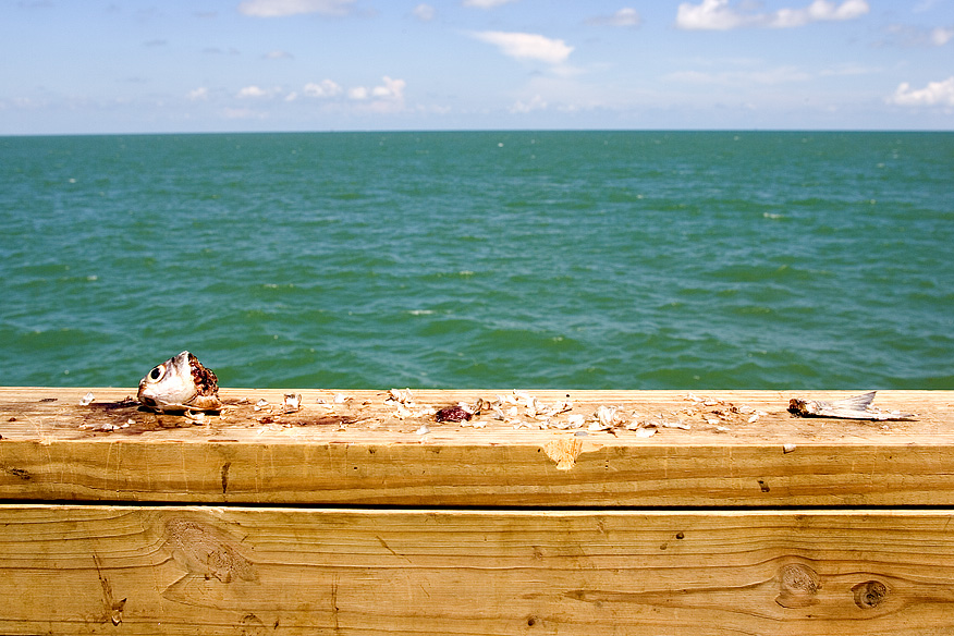 fish eaten by seaguls :: gulf of mexico :: somewhere near Bay City where the colorado river leaks into the gulf