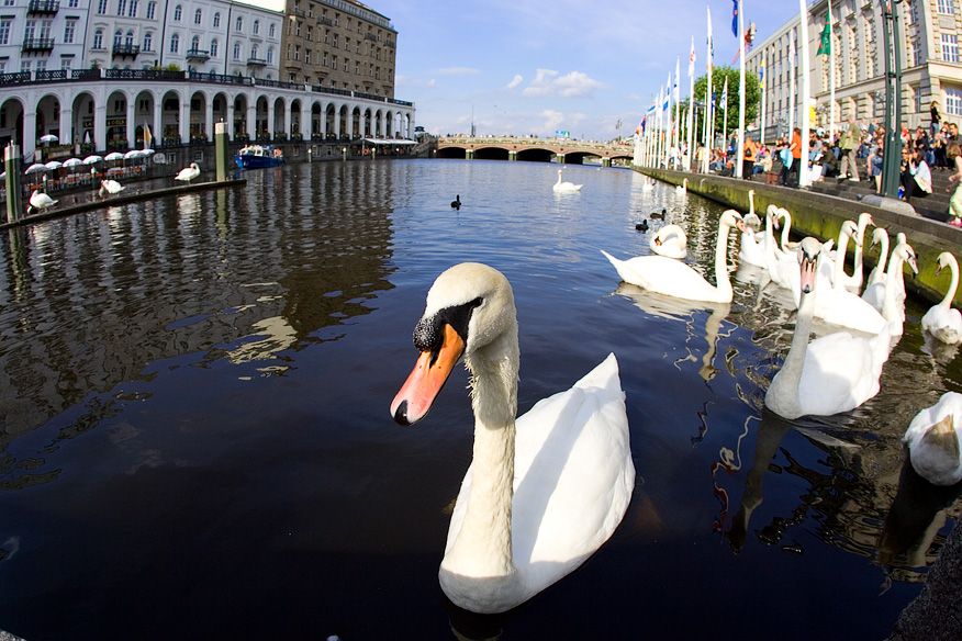 Alterswan, Hamburg