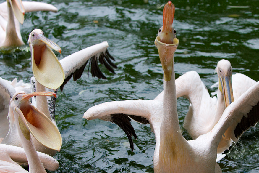 eastern white pelican, zoo, hagenbeck, hamburg