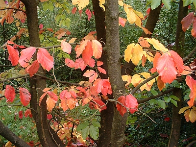 Herbstlaub im Forstbotanischen Garten Tharandt