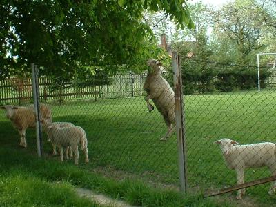 Schaf frißt Kastanienblätter