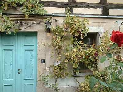 Herbst in Zehren - Rose und Weinspalier am Fachwerkhaus