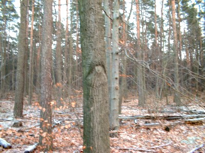 die alte Hetsche