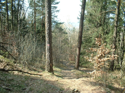 steiler Abstieg nach Gräfenhain vom Keulenberg - am Baum das Zeichen des Wanderwegees &quot;Gräfenhainer Wanderstiefel&quot;