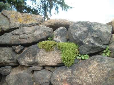 Gräfenhain, Trockenmauer mit Steingartenpflanzen