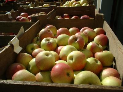 Apfelkisten auf dem Naturmarkt Wehlen