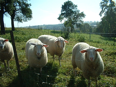 Sieglitz, Schafe mit Aussicht