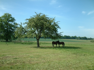 Pferdekoppel in Langenwolmsdorf