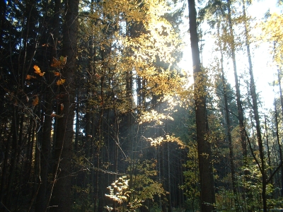 Wald am Unger