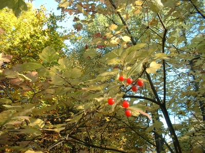 Rote Beeren am Unger-Lehrpfad