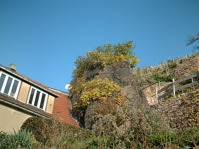 Weinberg in Meißen Zscheila