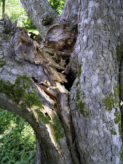 der apfelbaum ist faul deswegen brach ein ast 