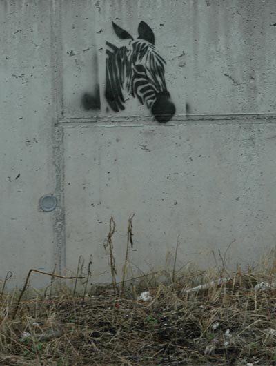 streetart innsbruck - zebra