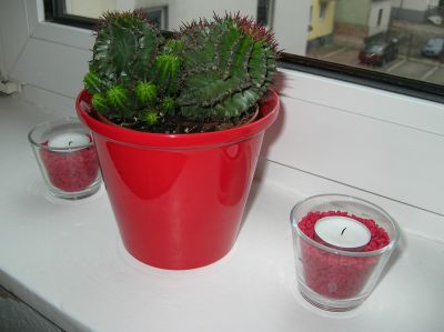 Mein kleiner grüner, ähh.. roter Kaktus...