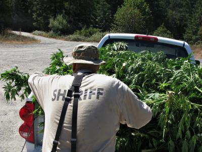 Seized marijuana plants are hauled out of desolate areas and buried 10 feet below the ground in undisclosed locations. In 2009, CAMP found and destroyed more than 4 million plants from around California, but that is likely only a dent in the crop of illegally grown marijuana plants.