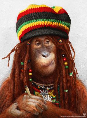 Rastafari Chimp