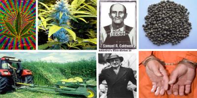 Milestones in the History of Marijuana