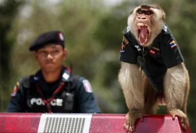 Monkey Police 2